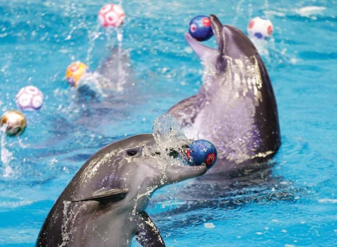 <h1 style='font-size:18px;'>Dubai Dolphinarium Ticket</h1><H2 style='color:#5E6D77;font-size:14px;'>Meet adorable dolphins & Seal and watch them perform live</H2>
