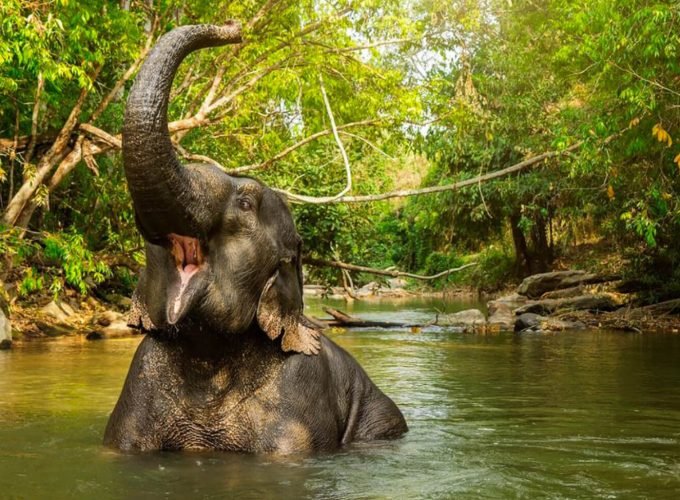 <h1 style='font-size:18px;'>From Bangkok: Elephant Jungle Sanctuary Day Trip</h1><H2 style='color:#5E6D77;font-size:14px;'>Get away from Bangkok for a day to spend quality time with elephants</H2>
