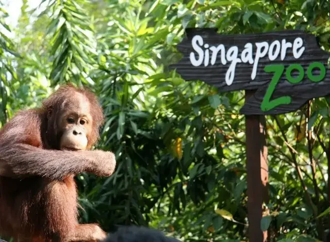 a monkey in singapore zoo