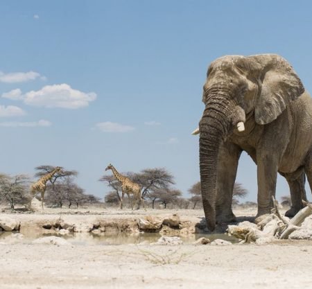 <h1 style='font-size:18px;'>Etosha 4 Stars Safari</h1><H2 style='color:#5E6D77;font-size:14px;'> 5 Day journey to the iconic wildlife of Etosha, includes hotels & tour guide </H2>